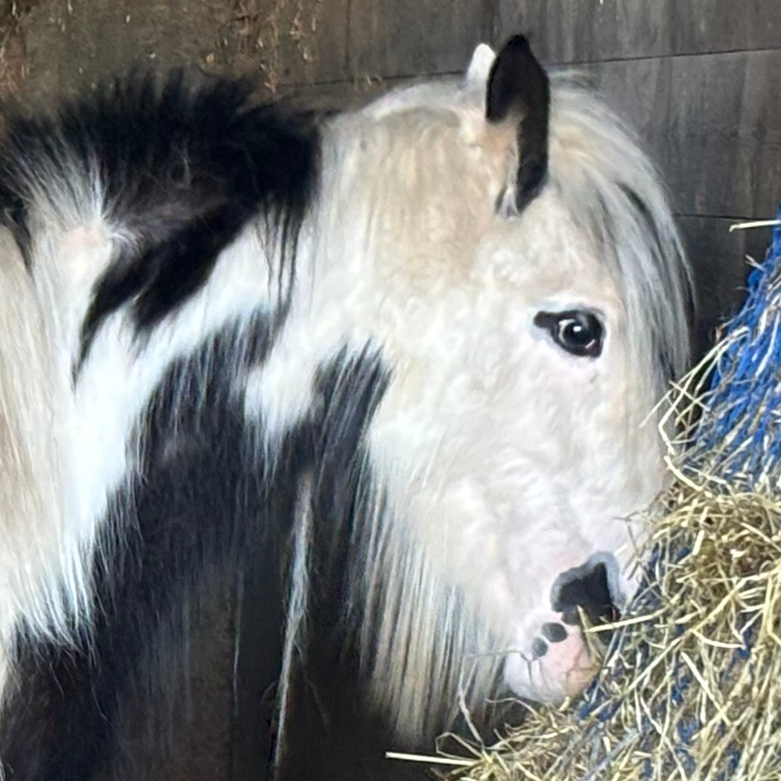 Wig Wam Bam - Media (Unknown)