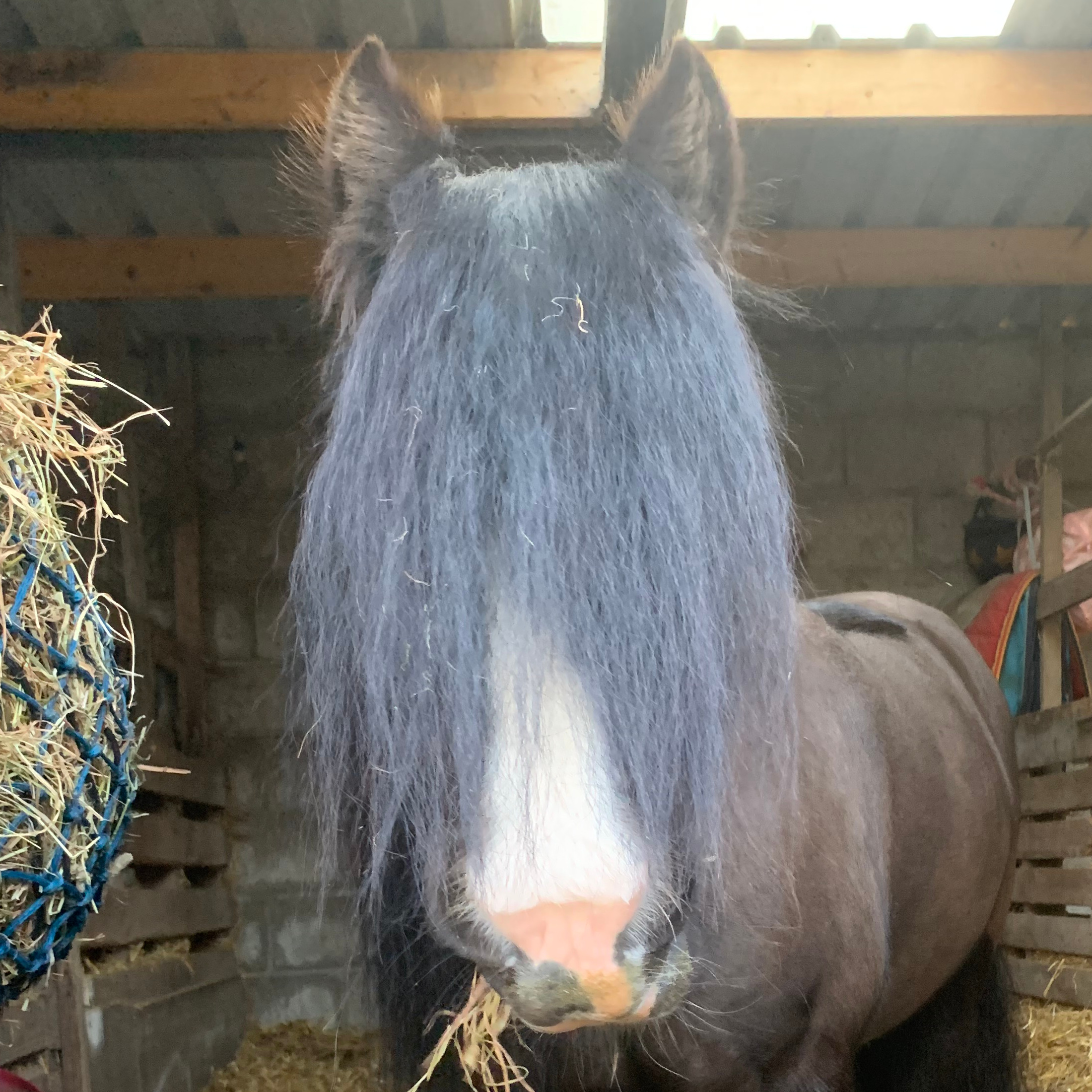 Clover - Media (Unknown)