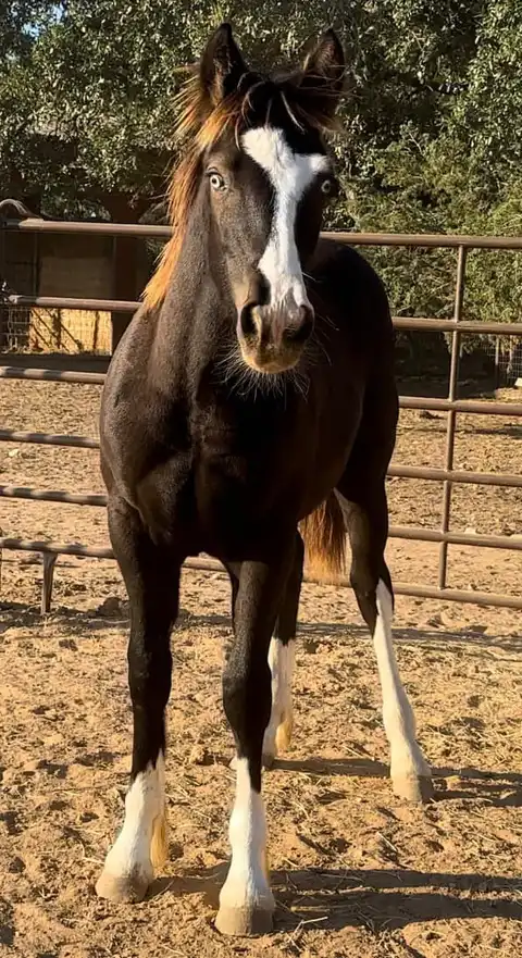 Almighty Luxury - Media (Unknown)