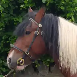 Carrowholly Lad