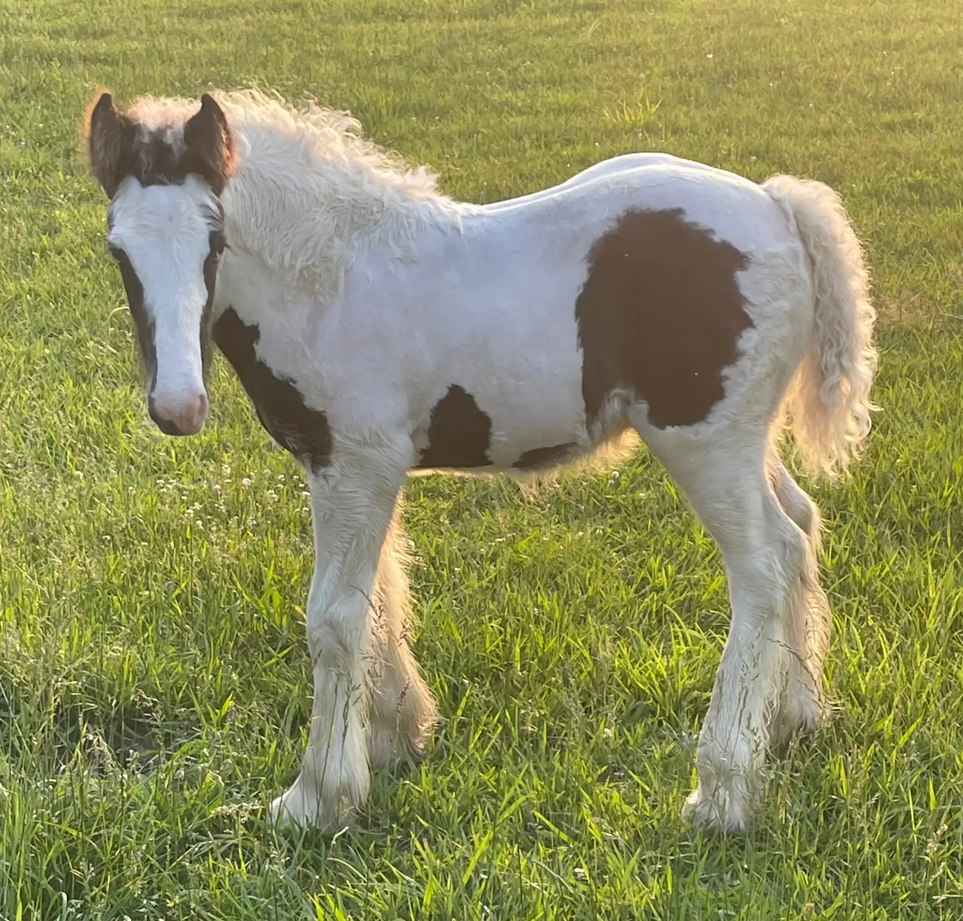 The Storm Empire Horse - Media (Unknown)