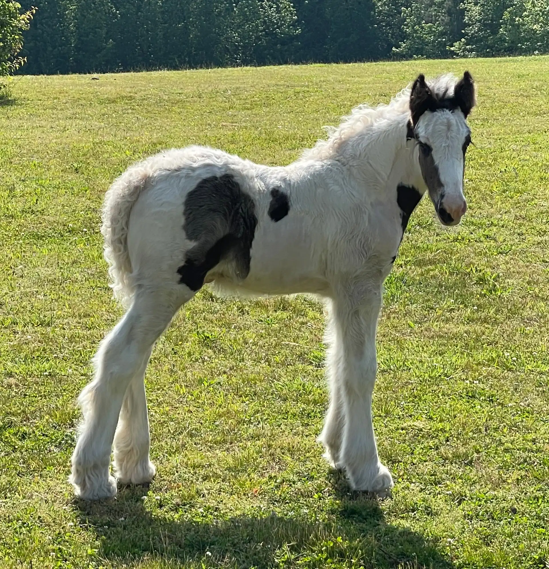The Storm Empire Horse - Media (Unknown)