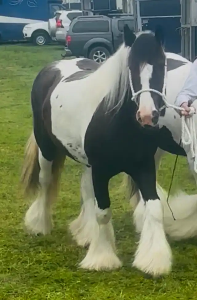 TR Queen Fiadh - Media (Unknown)