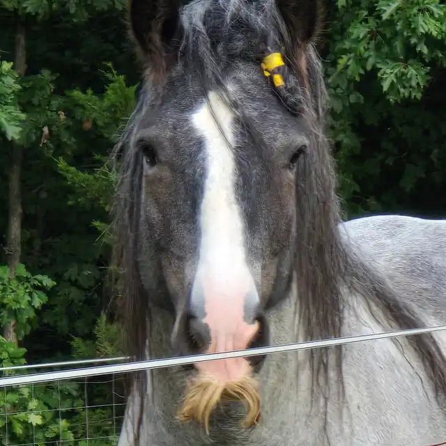 STL Roanin the Blue Corona - Media (Unknown)