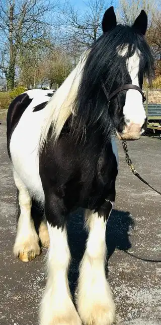 Cleggan Lady of Glenmore, from the front