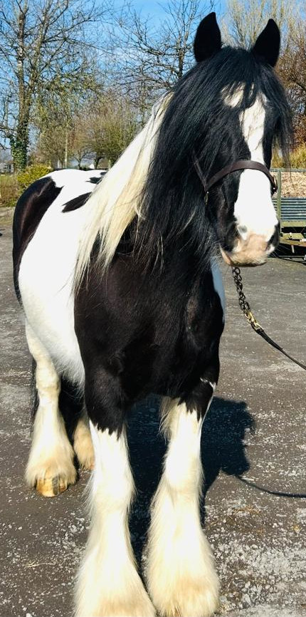 Cleggan Lady of Glenmore - Media (Unknown)