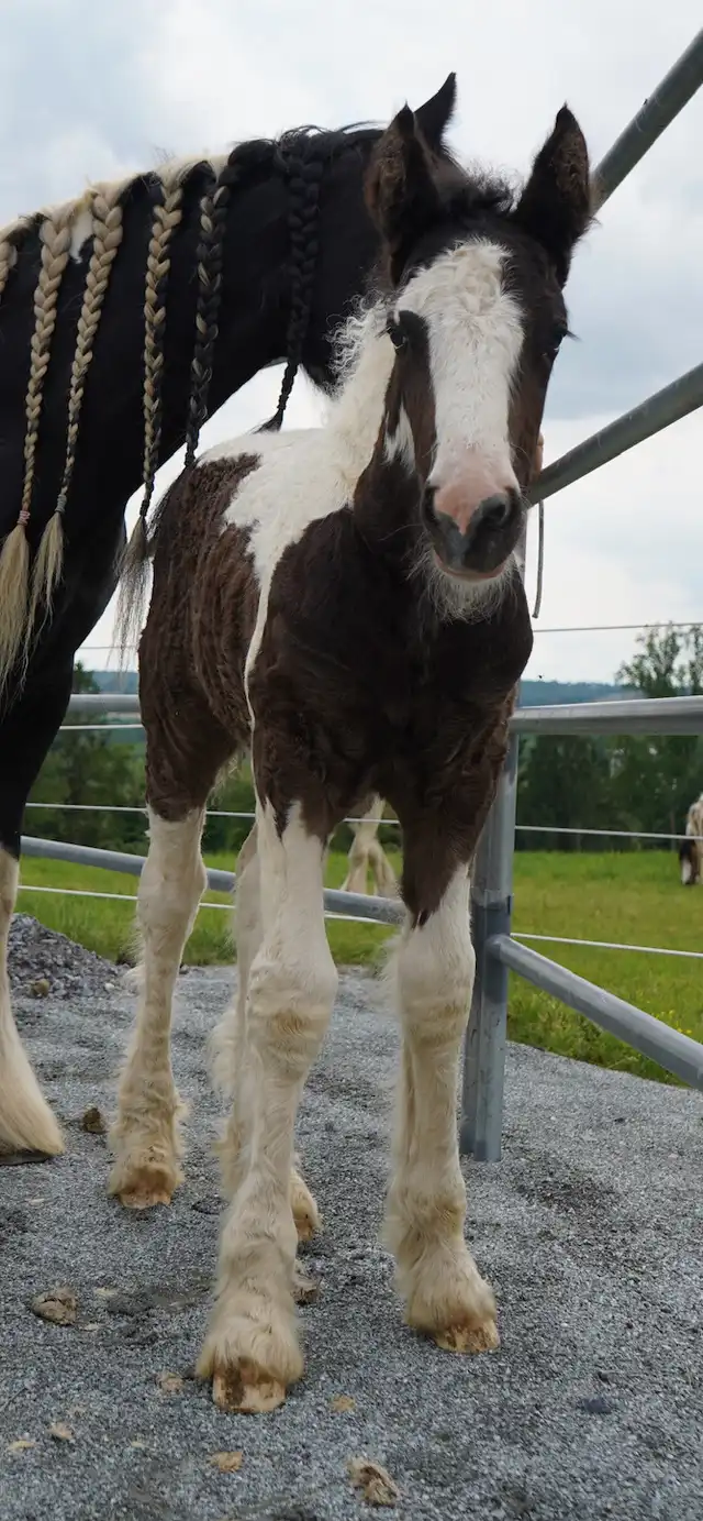 Ddv Merlin the Spellcaster of Alapocas - Media (Unknown)