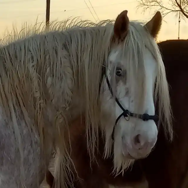 SD Pink Champaign - Media (Unknown)