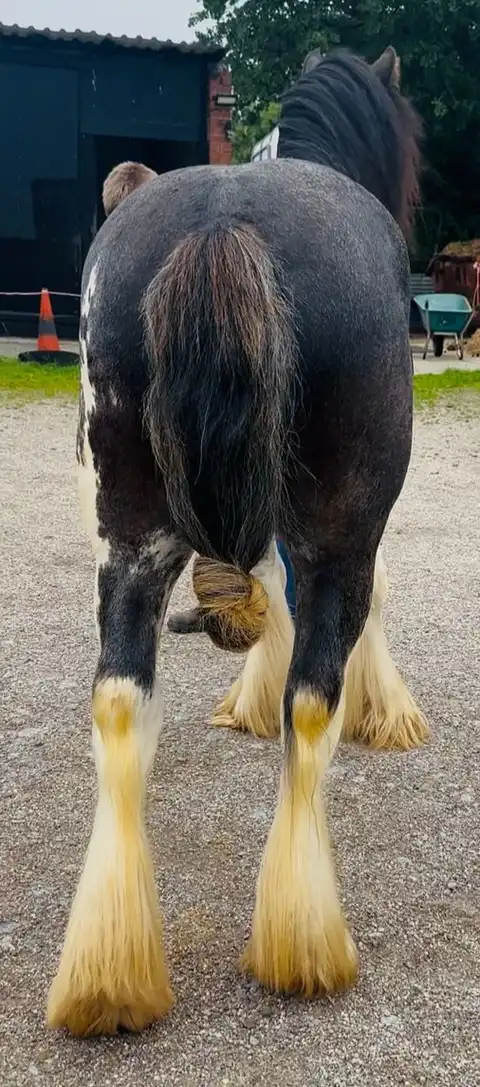 DEVINECOBS Devines King of the Bay - Media (Unknown)