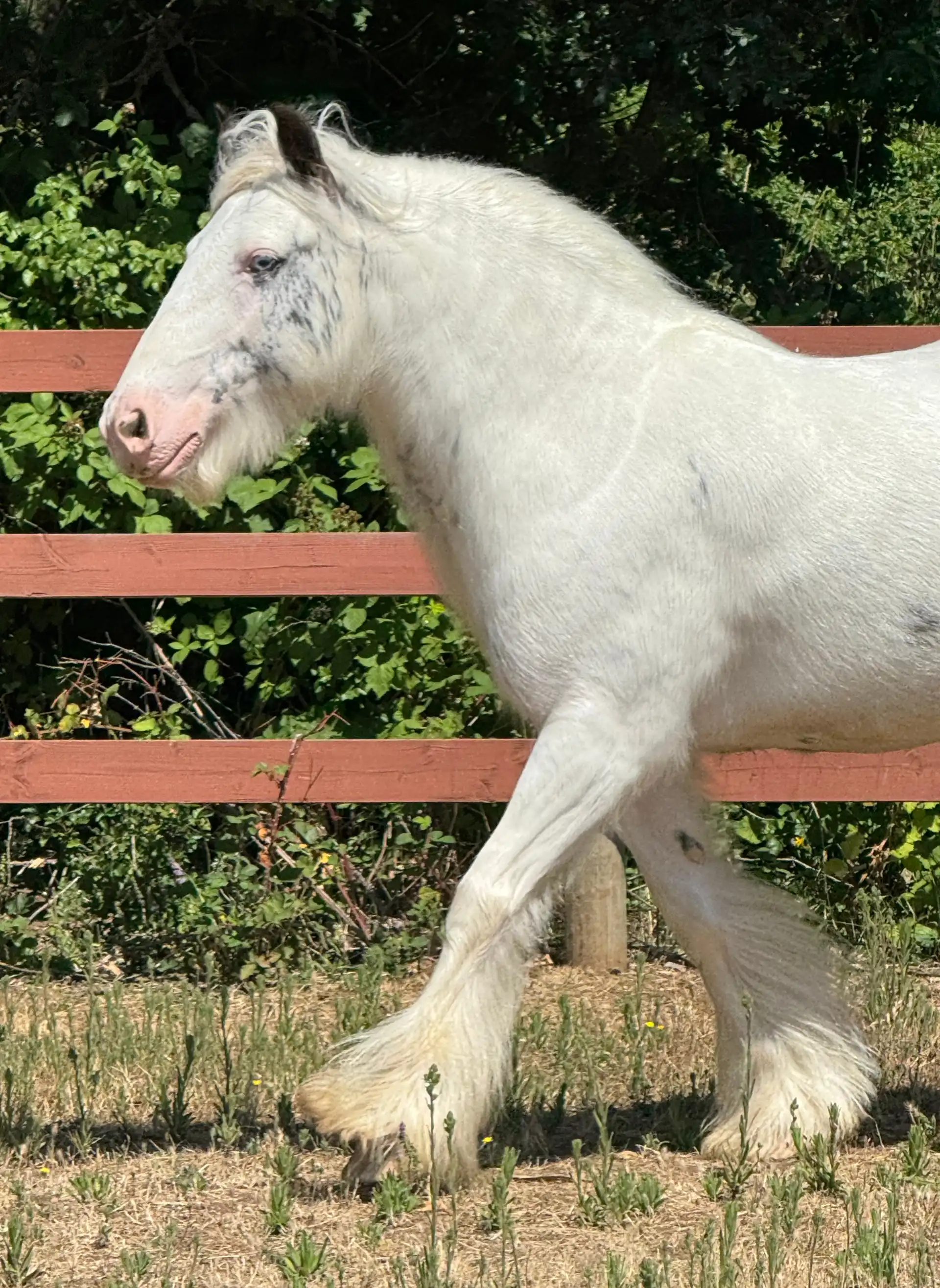 SD Absolute - Media (Unknown)