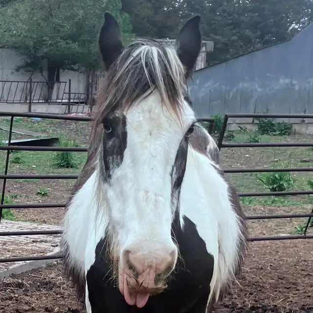 Pollianna - Media (Unknown)