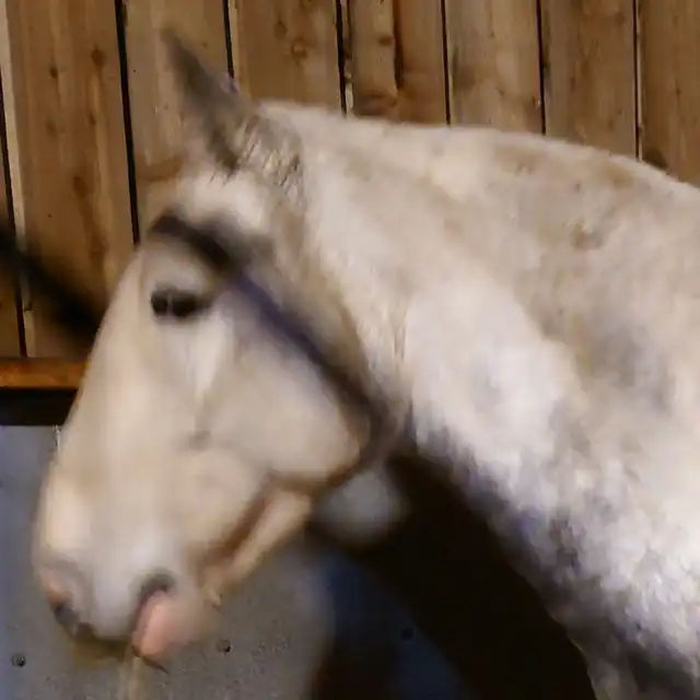 Shannonvalley KitKat - Media (Unknown)