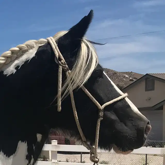 Kb Charlie Rose - Media (Unknown)