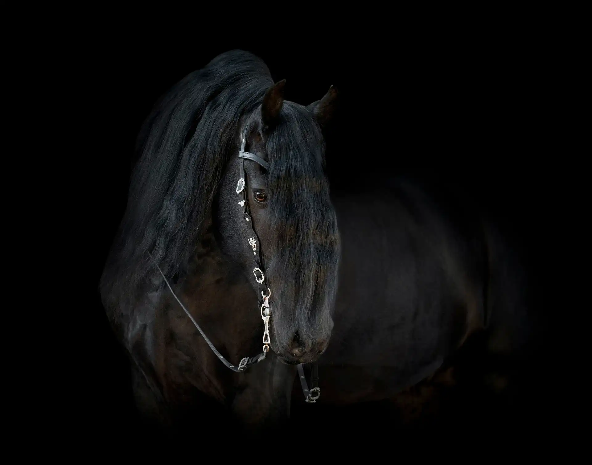 TCR Friesian & Tradian Show - Media (2272)