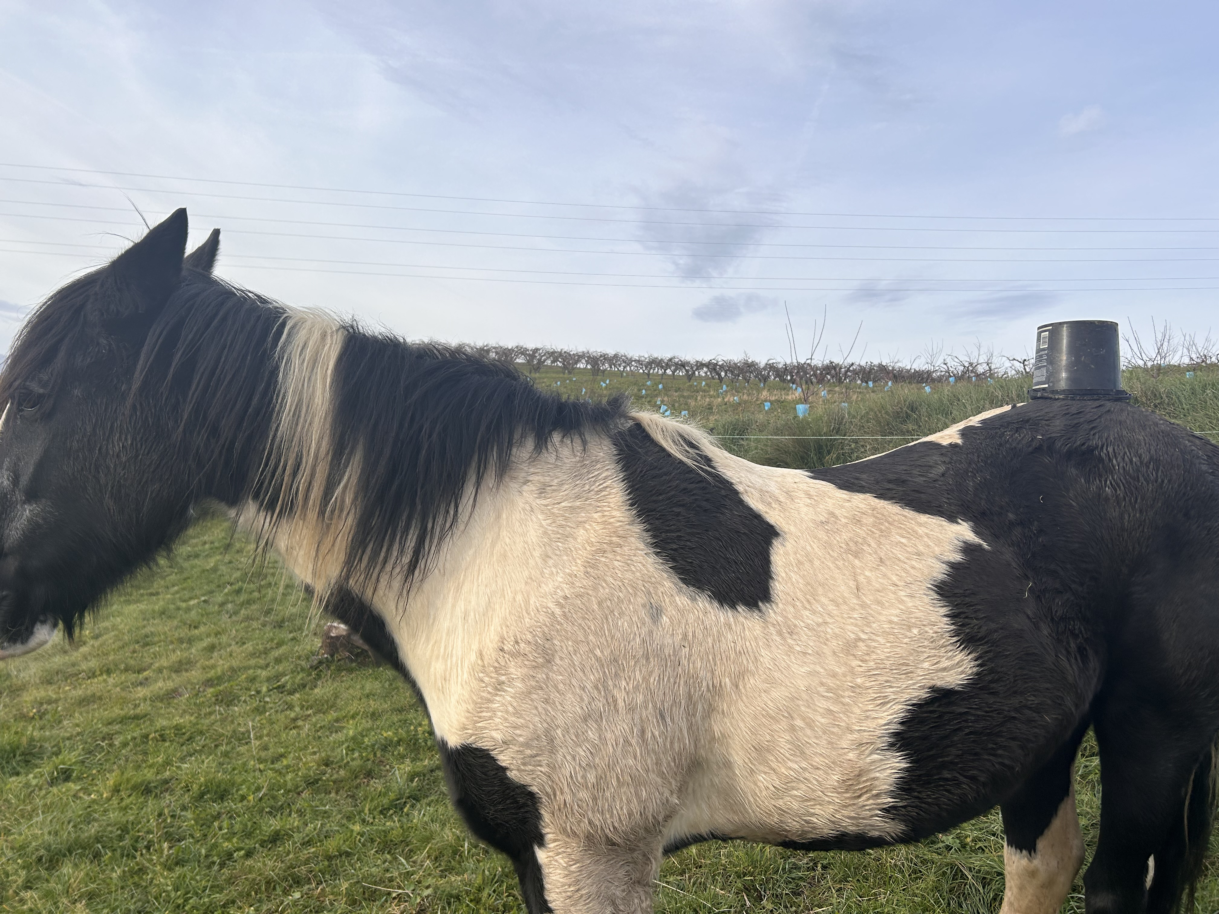 Kali - Media (Unknown)