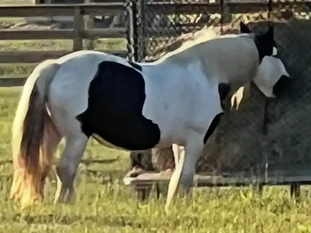 FLF Amazing Grace - Media (Unknown)