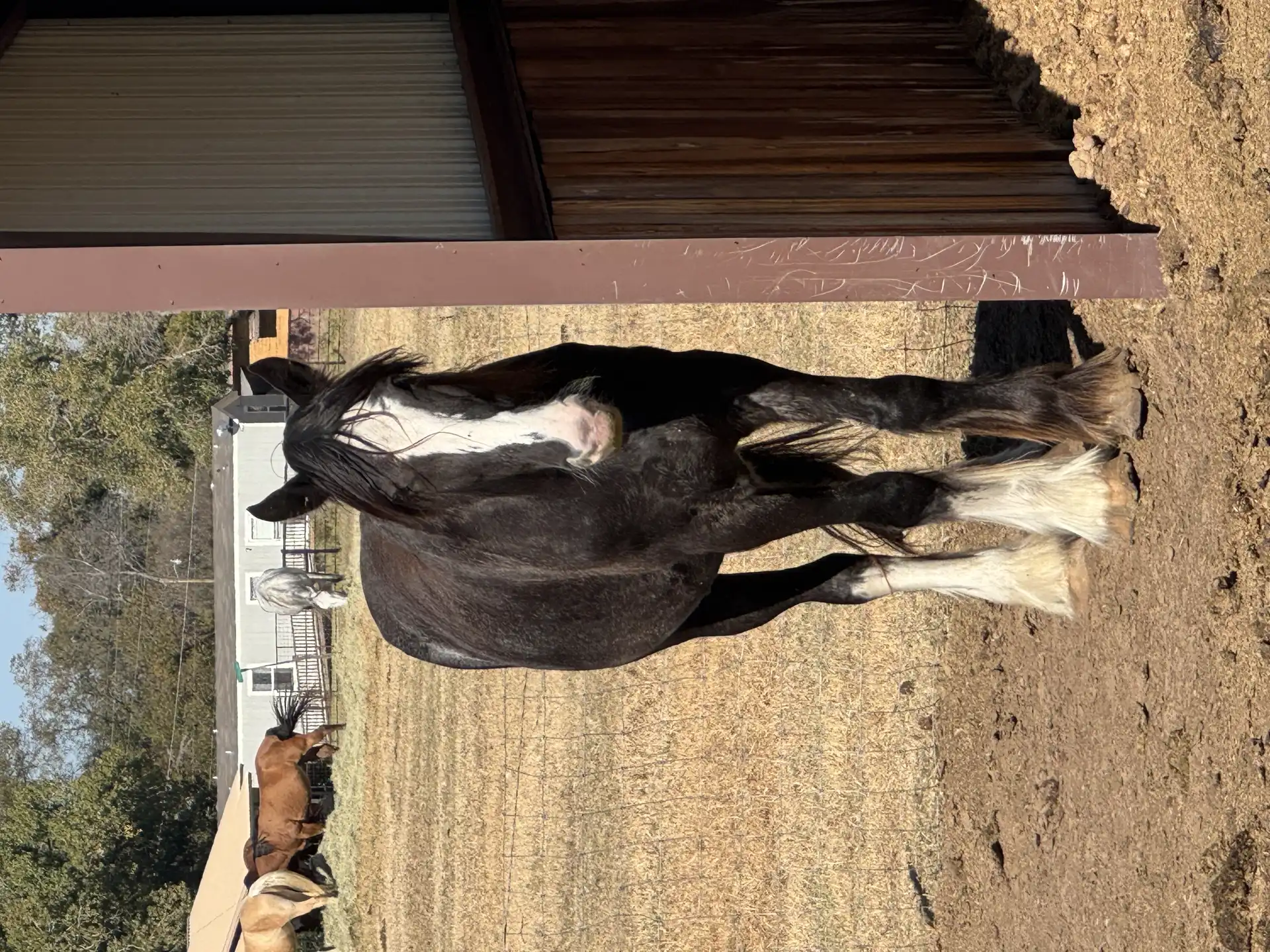 Irish cob  Nori - Media (Unknown)