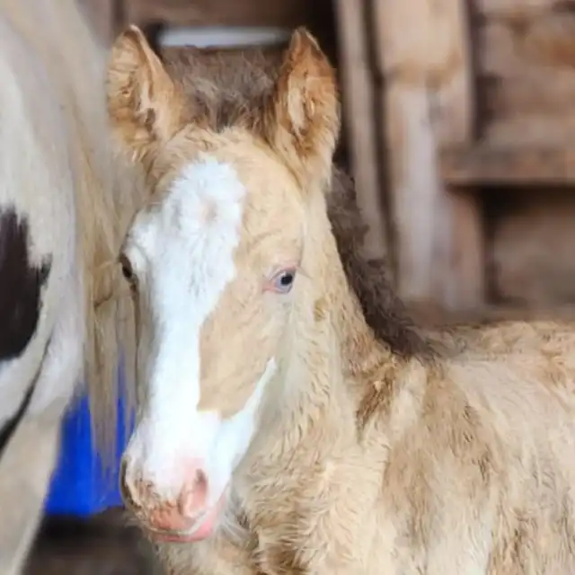 G.S Heaven's Champagne - Media (Unknown)