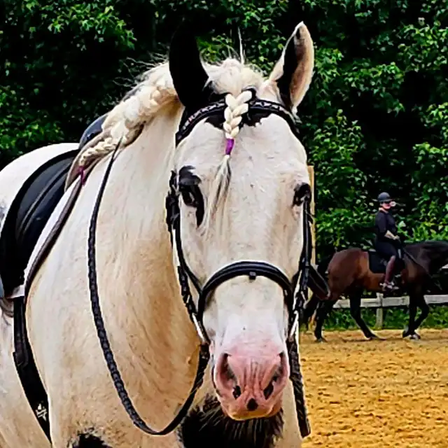 KSF Heart of the Ocean - Media (Unknown)