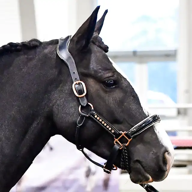 WHR Tiny Dancer - Media (Unknown)