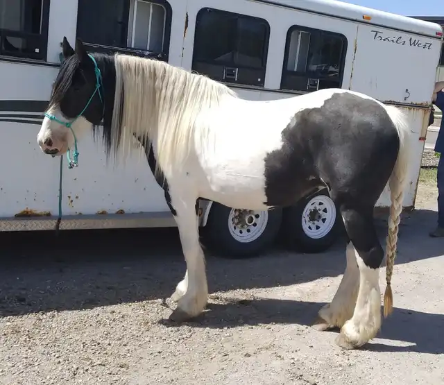 Taviaz Push Comes to Tango - Media (Unknown)