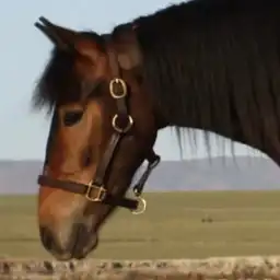 Lila Elowen - Media (Unknown)