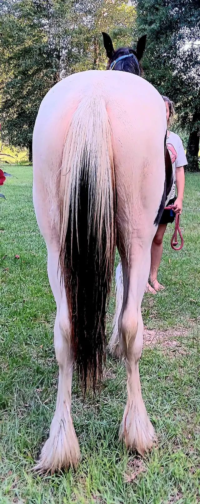 LRL Bouclier of Lionheart - Media (Unknown)