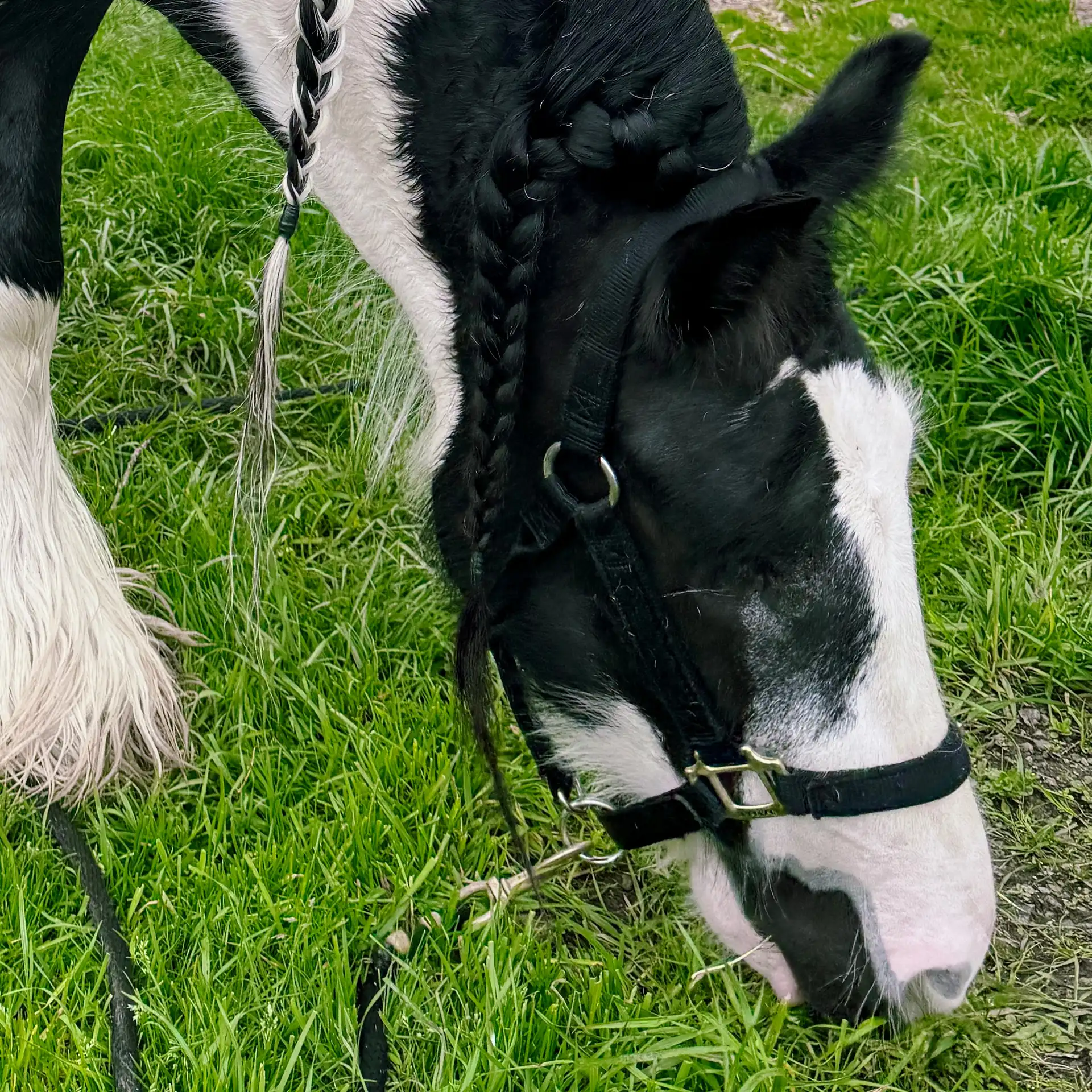 SD Dollys Big Delight - Media (Unknown)