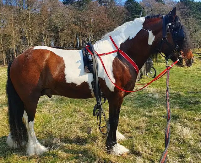 Son of Duke - Media (Unknown)