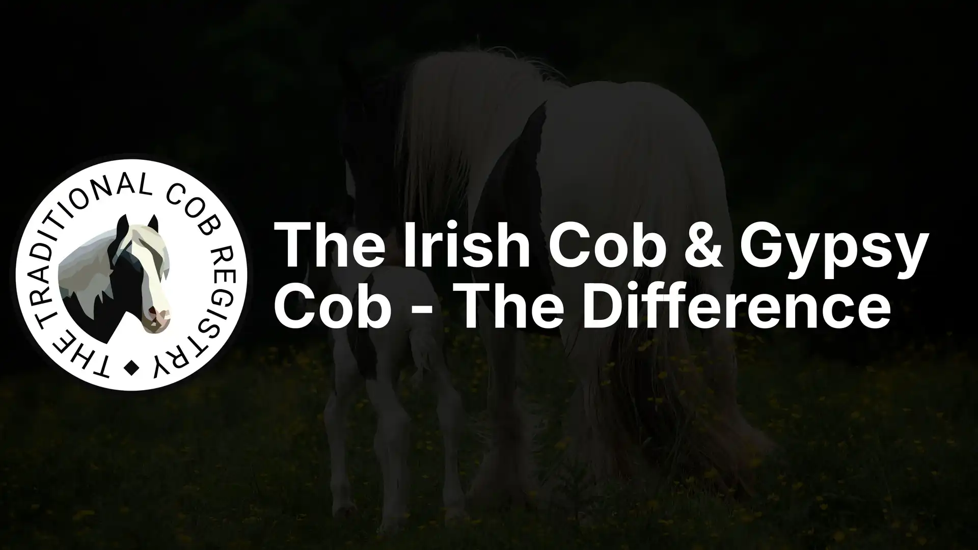 The Irish Cob & Gypsy Cob - The Difference - Media (1590)