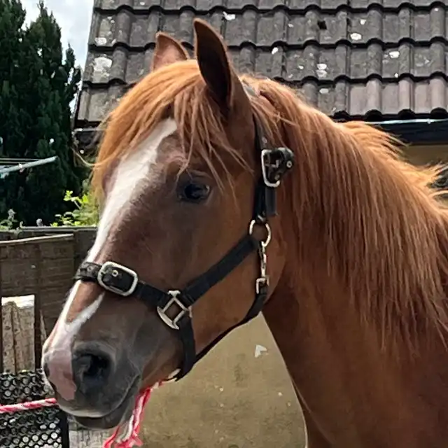 Ruby - Media (Unknown)