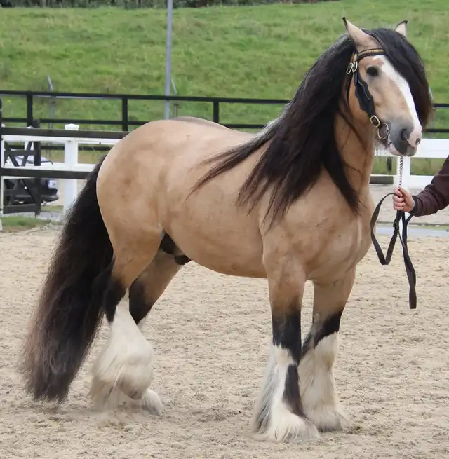 486601182_1179454793969110_2024982126944199401_n.jpg - Media (2847)