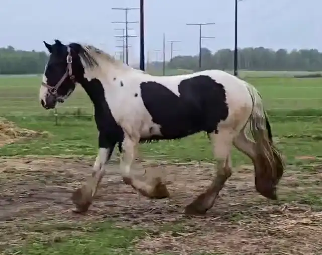 FDF Splashed With Royalty - Media (Unknown)