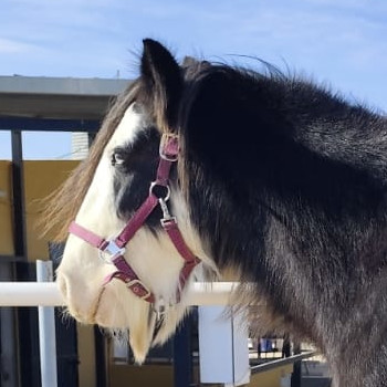 Benirrama Crazy Lugina - Media (Unknown)