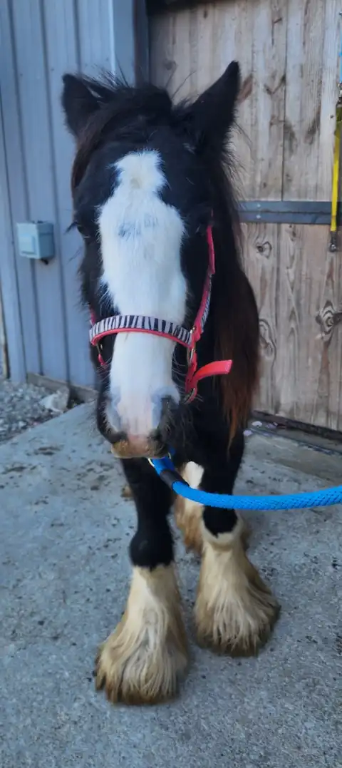 A Wizard's Spell Windsors Bexley - Media (Unknown)