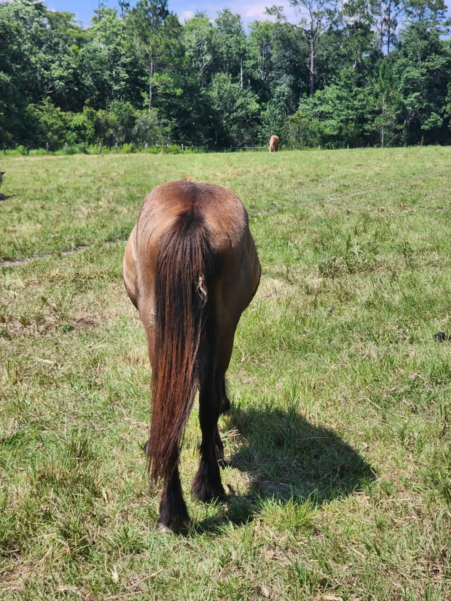 G.S. Zatara - Media (Unknown)