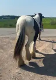 FDF Splashed With Royalty - Media (Unknown)