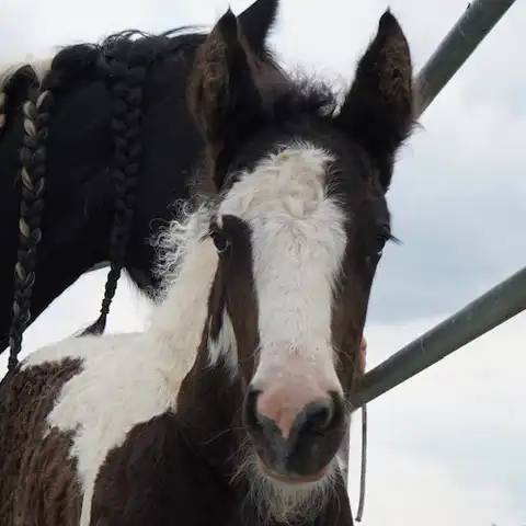 Ddv Merlin the Spellcaster of Alapocas - Media (Unknown)