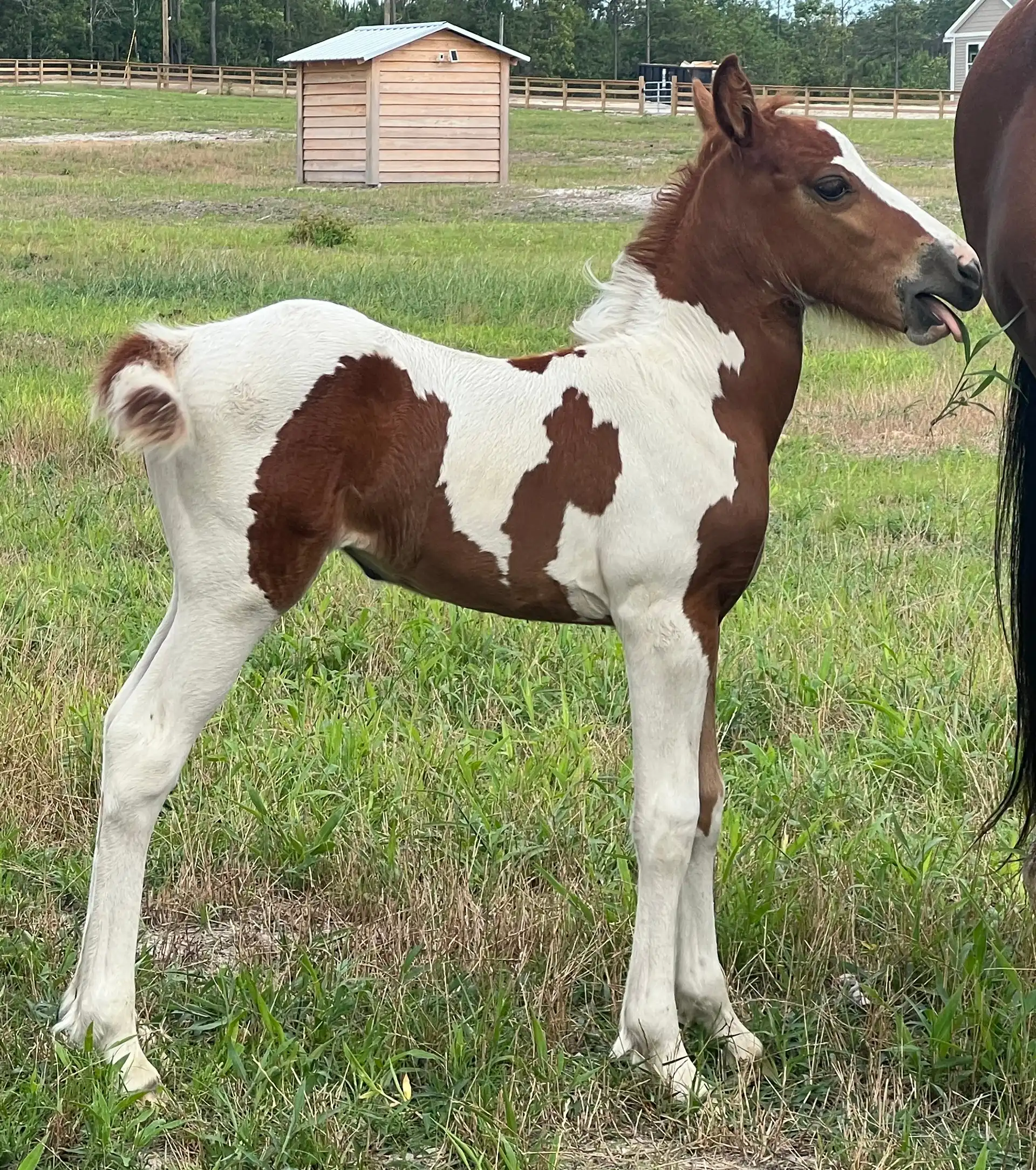 PMF  Dream Come True - Media (Unknown)