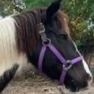 Starfall Over Kairo - Media (Unknown)