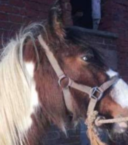 Hugo - Media (Unknown)