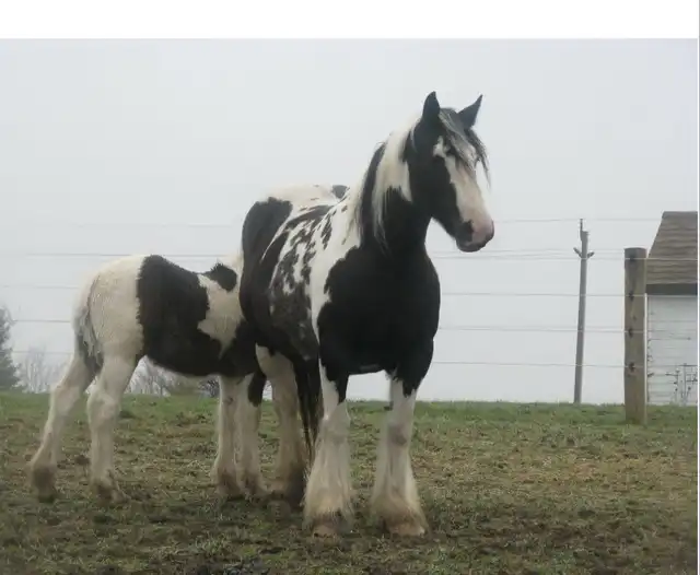 Verbal Pedigree - Media (1846)