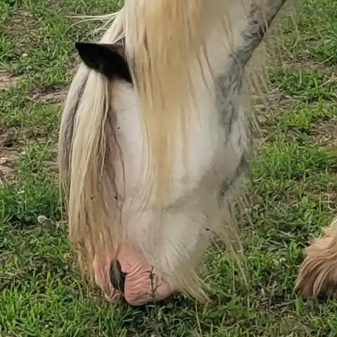 Cashmere of Lexlin - Media (Unknown)