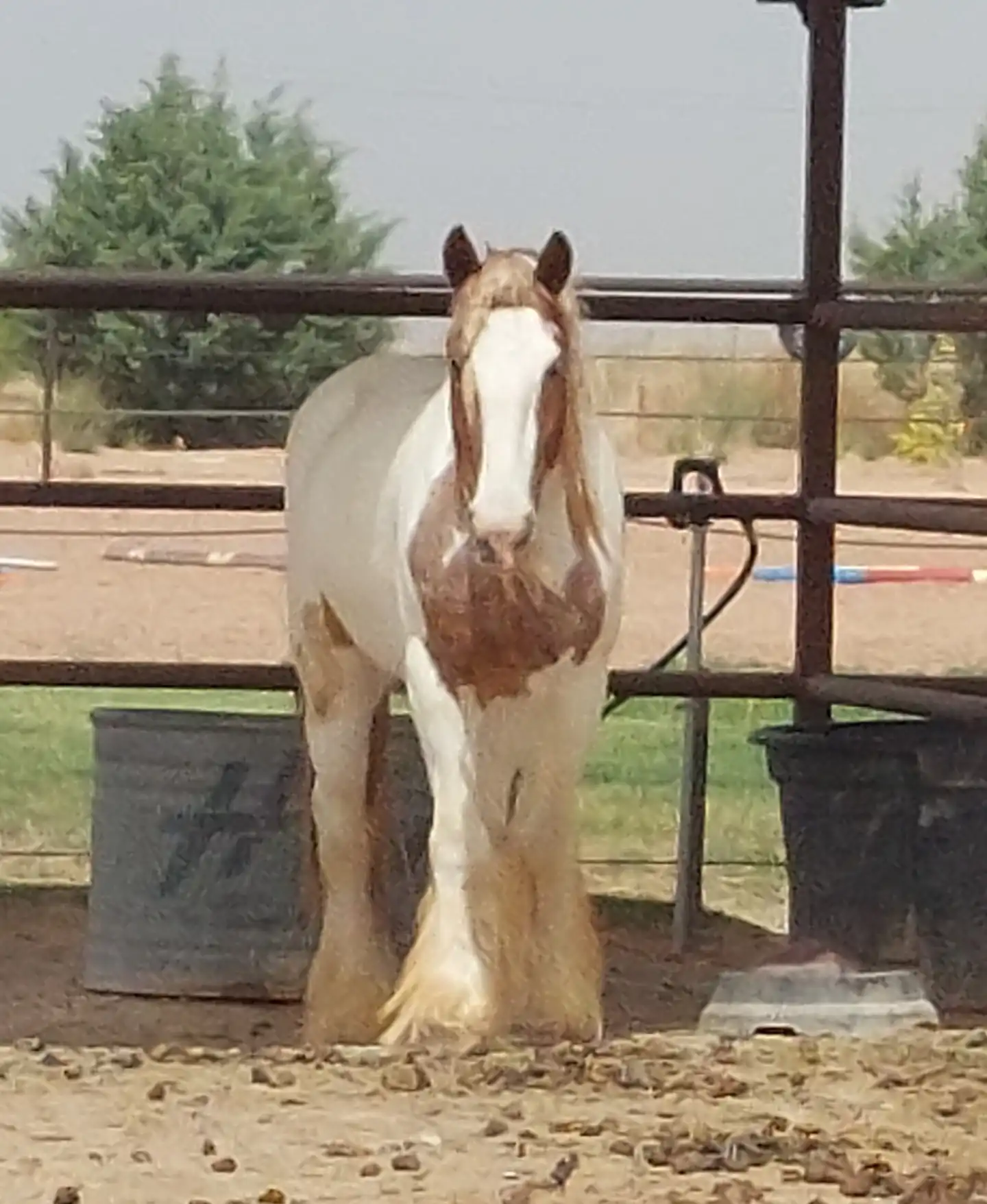 Aj's Odin of la Joya - Media (Unknown)