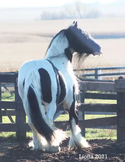Lazarus of Feathered Gold - Media (Unknown)