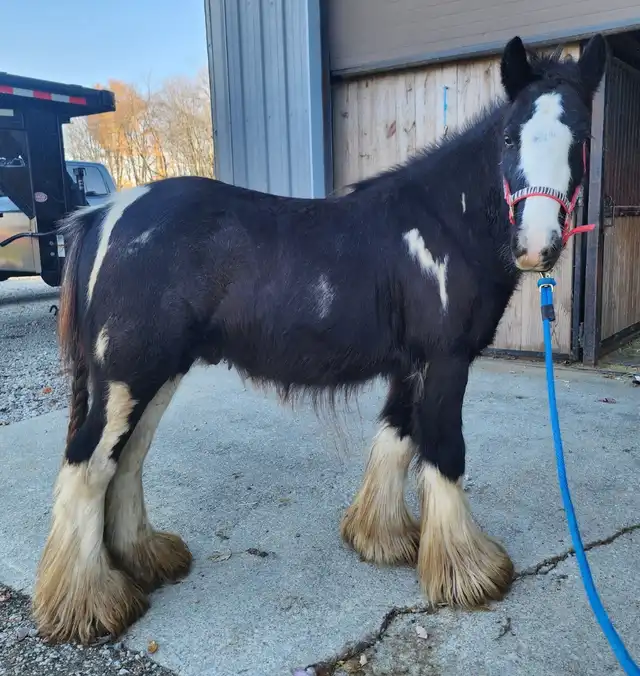 A Wizard's Spell Windsors Bexley - Media (Unknown)