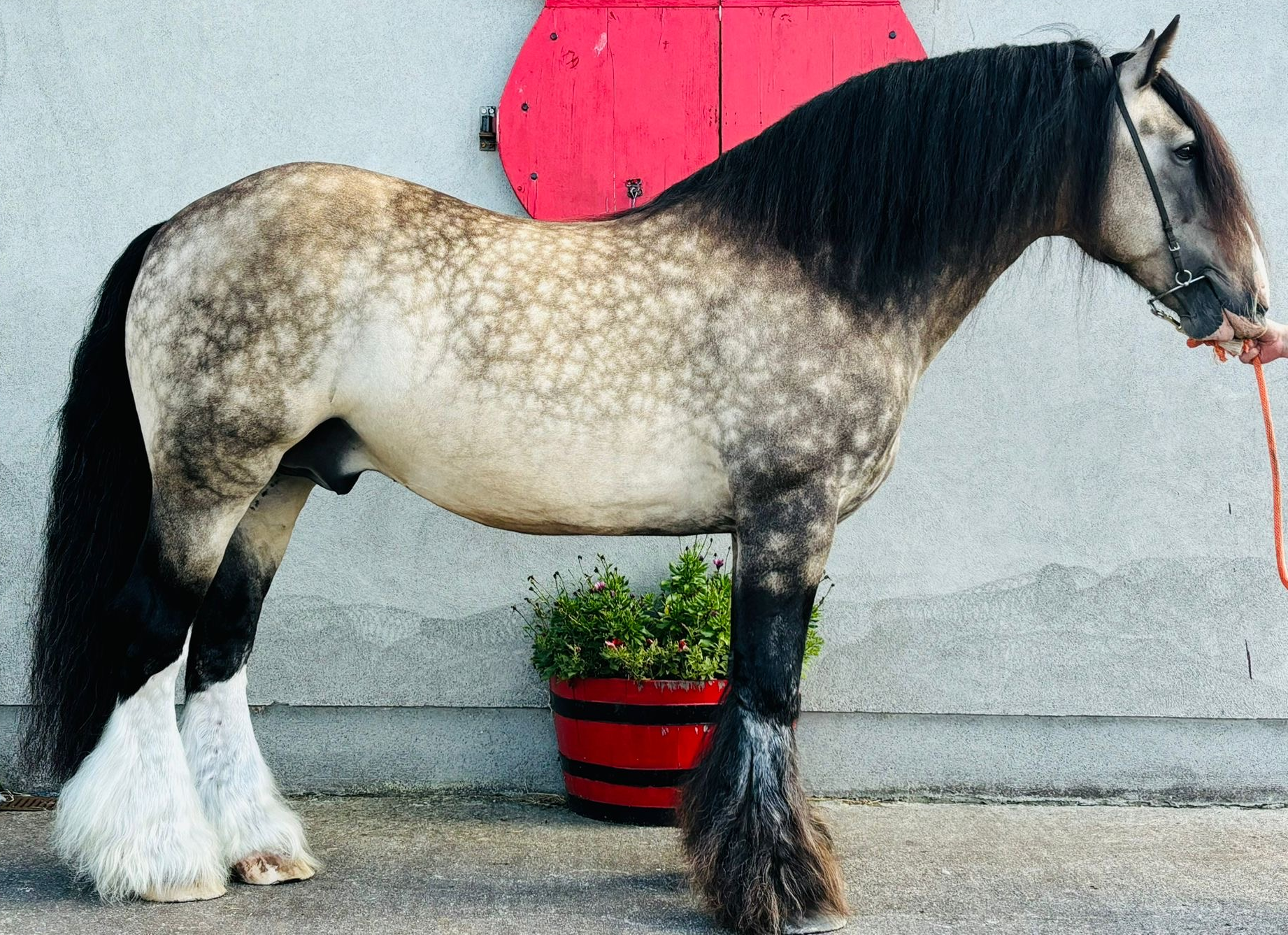 The Crown Prince - Media (Unknown)