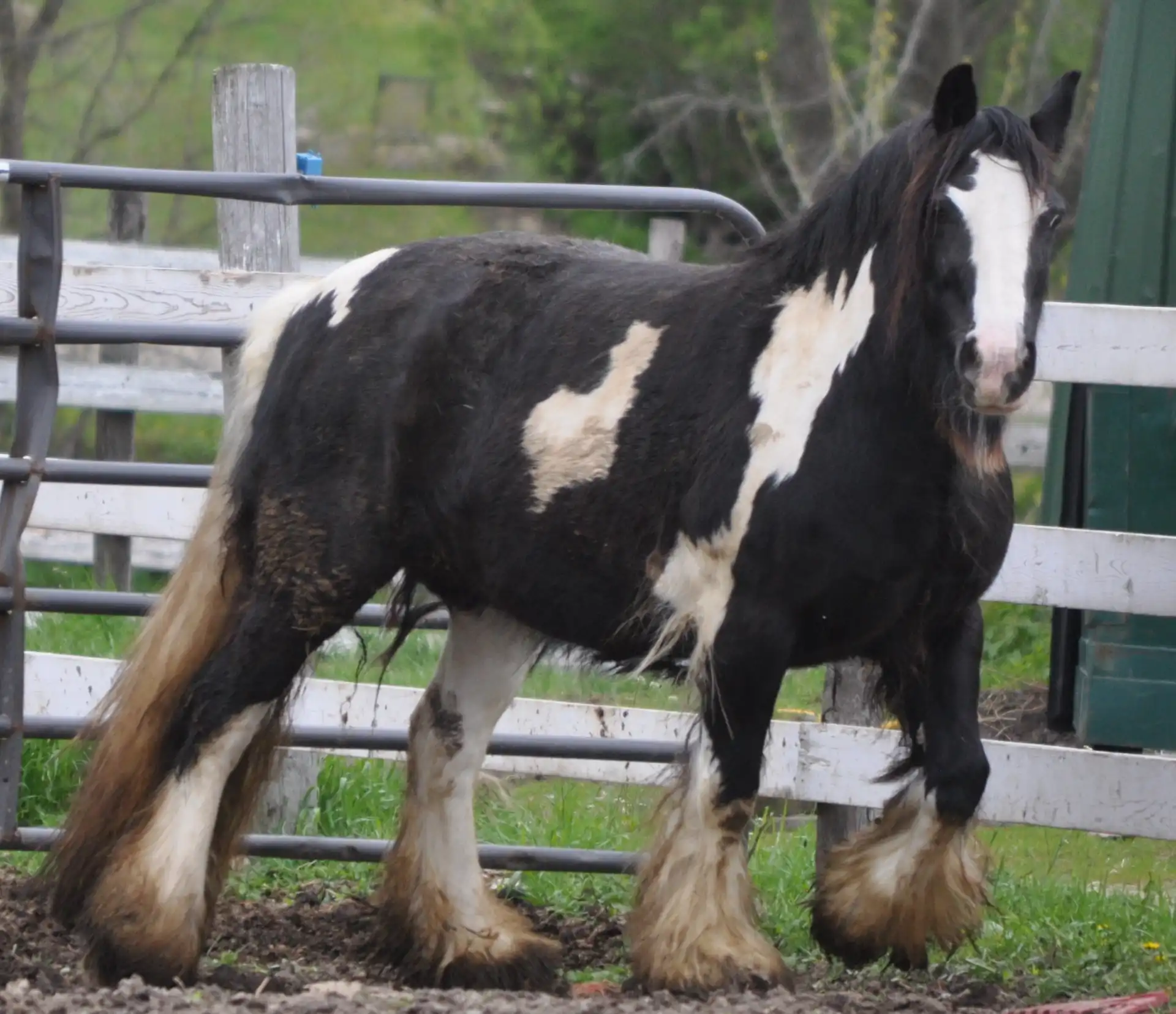 Princeabella - Media (Unknown)