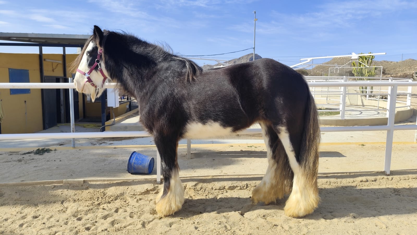 Benirrama Crazy Lugina - Media (Unknown)