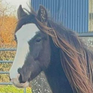 Chief - Media (Unknown)